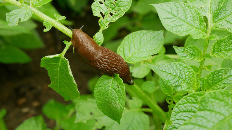 A large slug making its way across a green, leafy plant in a home garden