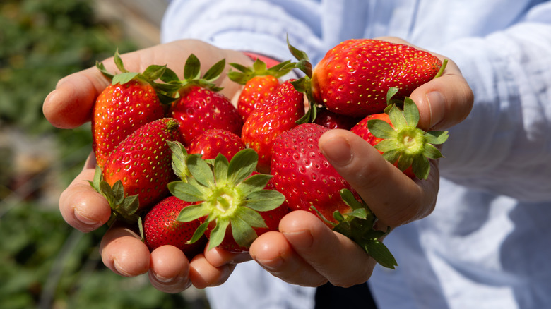 Gardeners holding large red strawberries in both hands.