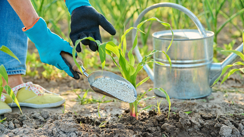 A person wearing gardening gloves fertilizes a corn plant