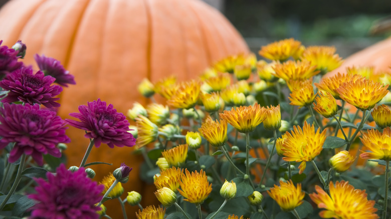 Yellow, orange, and purple chrysanthemums in front of an orange pumpkin