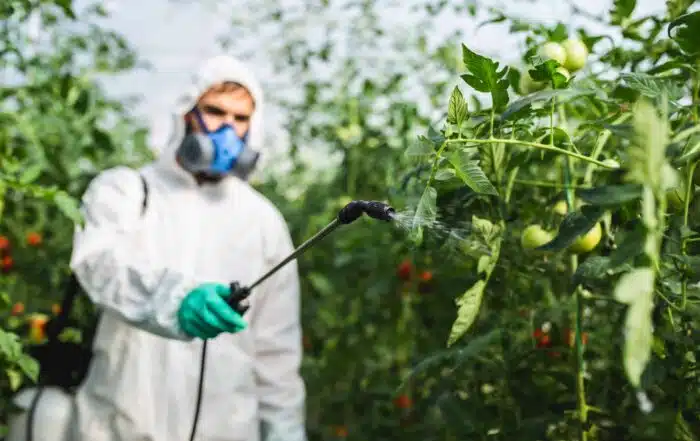 Worker spraying pesticides on tomato plants in a field