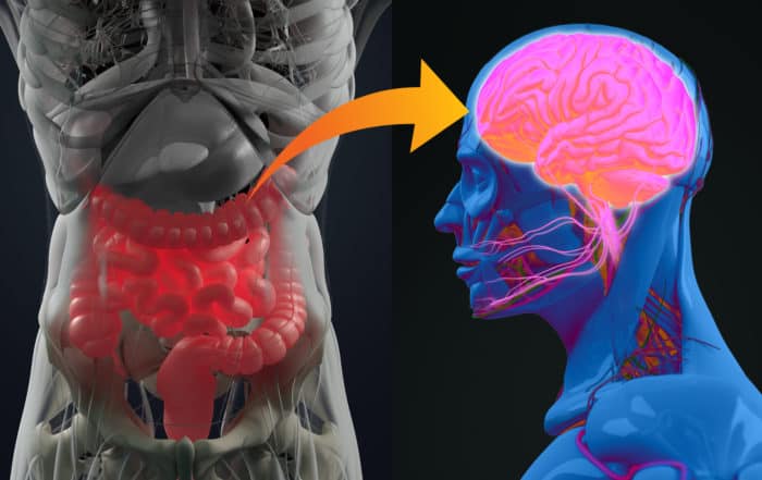 Gut-brain connection or gut brain axis. Concept art showing a connection from the gut to the brain. 3d illustration.