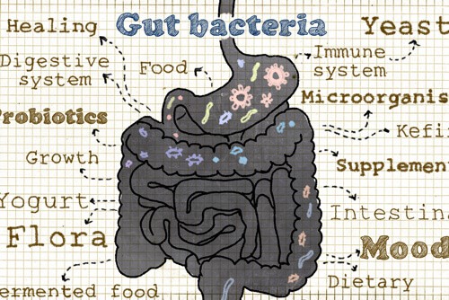 gut bacteria ilustration