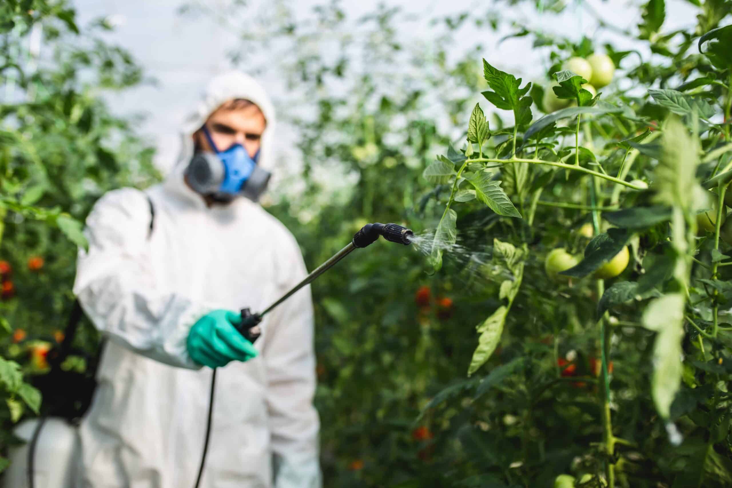 Worker spraying pesticides on tomato plants in a field