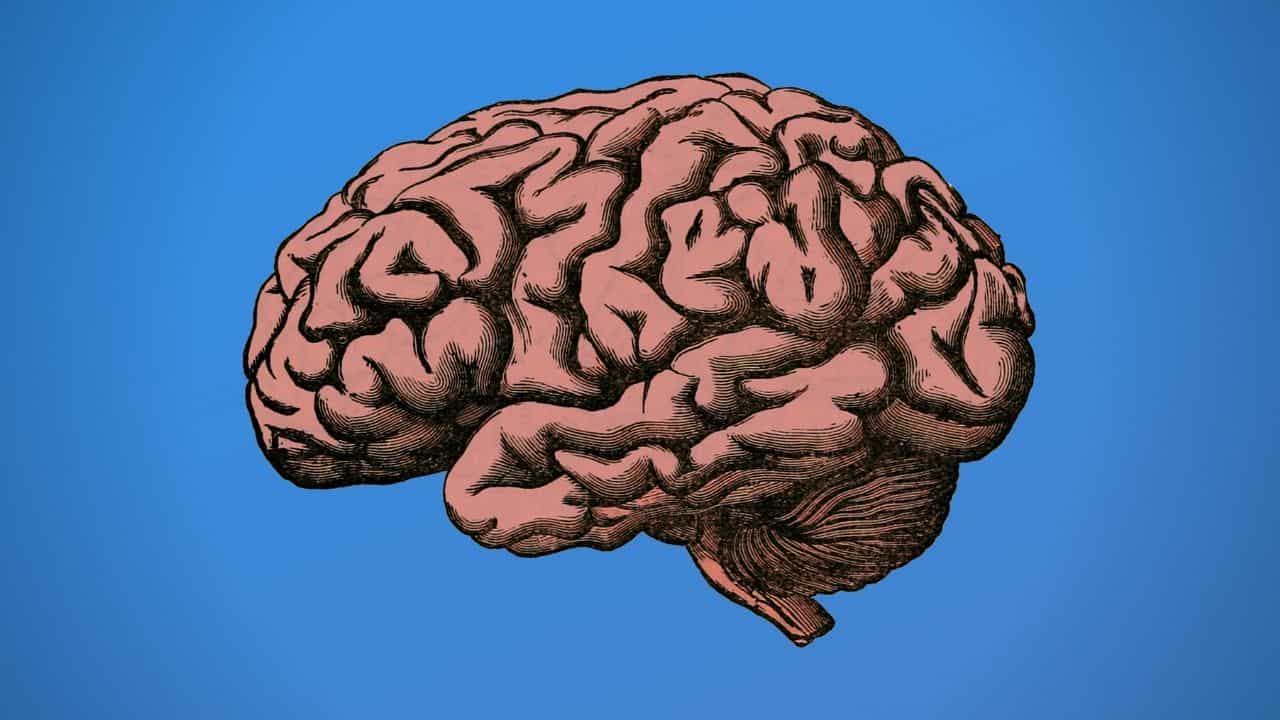 pink brain ilustration on a blue background