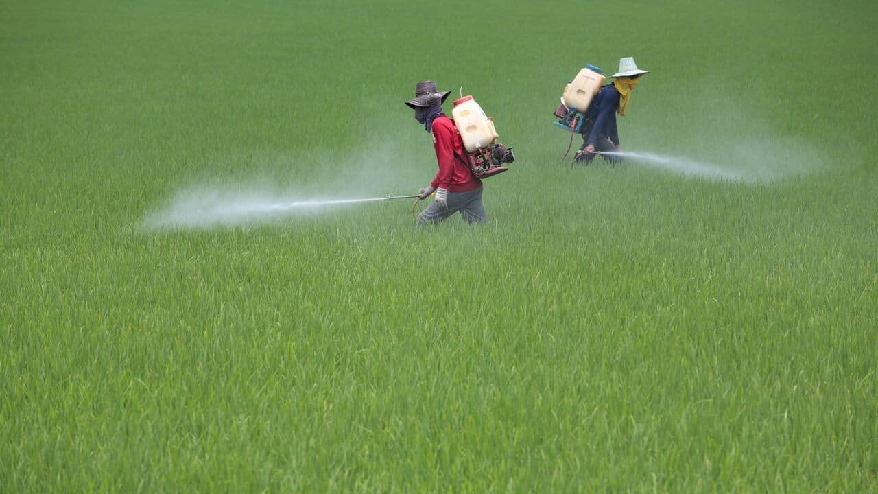 Workers applying pesticides to the grass in a field