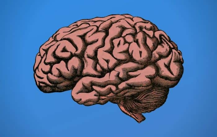 pink brain ilustration on a blue background