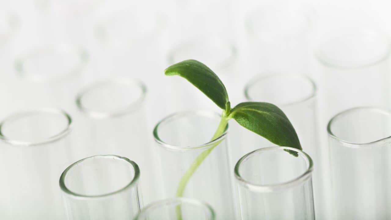 Green plant placed inside glass tubes
